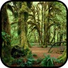 Forest Wallpapers icon