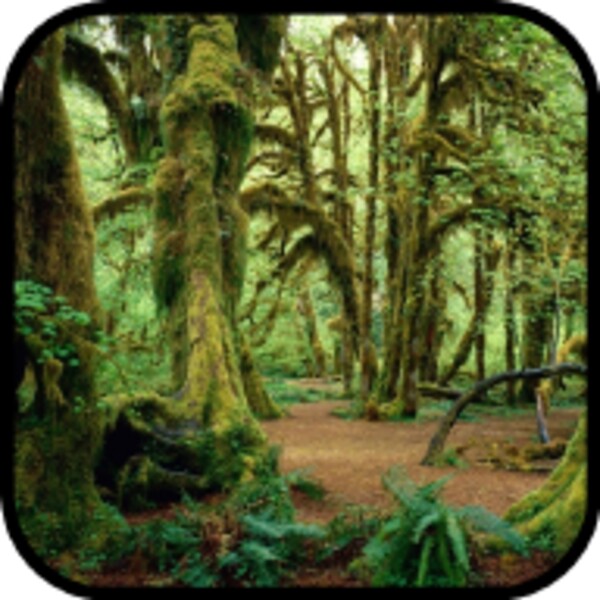Forest Wallpapers for Android - Download the APK from Uptodown
