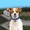 Icono de Animal Shelter Simulator