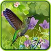 Hummingbirds live wallpaper icon