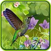 Kolibris live wallpaper icon