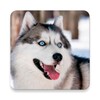 Icono de Husky dog Wallpapers