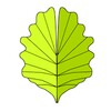 Botanica Morfologica icon