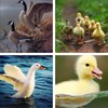 Duck Wallpaper: HD images, Free Pics download icon