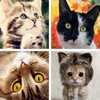Cat Wallpapers: HD Images, Free Pics download icon