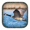 Goose Hunting Calls icon