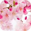 Icono de Lluvia de sakura