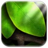 Tap Leaves Free Live Wallpaper icon