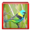 My Birds Images 图标