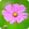 Icon von Flower Wallpaper