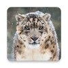Icono de Snow Leopard Wallpapers