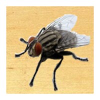 Insect Smasher android app icon