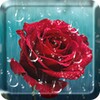 Rose Drops Live Wallpaper icon