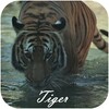 Tiger icon