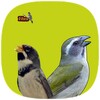 Pássaros de Fibra icon