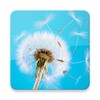 Icono de Wallpapers Dandelion