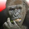 ไอคอน Flying Gorilla