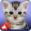 Cat sounds icon