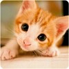 Cute Kittens Wallpapers icon