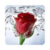 Rose Wallpaper: Rosely icon