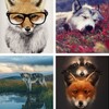 Fox Wallpaper: HD images, Free Pics download icon