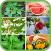 Plantas y frutas medicinales gratis icon