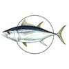 MadeiraFish icon