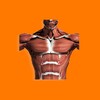 أيقونة Muscles 3D