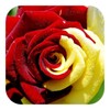 Icono de Rosa