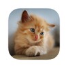 Kitten Wallpapers simgesi