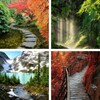 Forest Wallpapers: HD images, Free Pics download icon