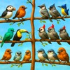 Bird Sort Puzzle Fun Game simgesi