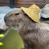 Capybara Wallpapers 2023 HD 4k icon