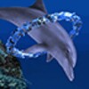 Dolphin Ring Trial icon