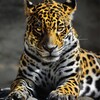 Leopard Wallpapers simgesi