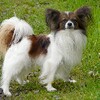 Papillon Dogs Jigsaw Puzzles icon