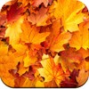 Autumn Wallpaper 4K icon