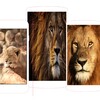 lion wallpaper icon
