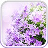 Lilac Flowers Live Wallpaper icon