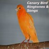 Canary Bird Ringtones & Songs icon
