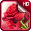 红玫瑰 动态壁纸 高清-红色玫瑰 动态桌布 icon