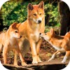 Dingo Dog Survival Simulator icon