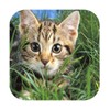 Cute Cats Live Wallpapers icon