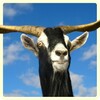 Icono de Goat Simulator 2016 3D