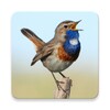 Russian Birds Songs icon