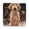 Dogs Wallpapers icon