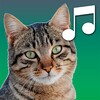 Sounds of cats icon