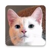 suara kucing icon