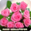 Roses flower Wallpapers icon
