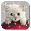 圣诞小猫咪 icon